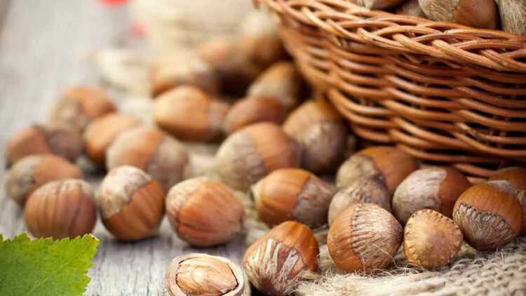 50 Randıman Kabuklu Fındıkta 10 TL’lik ŞOK Düşüş! İşte 8 Ekim Güncel Fındık Fiyatları