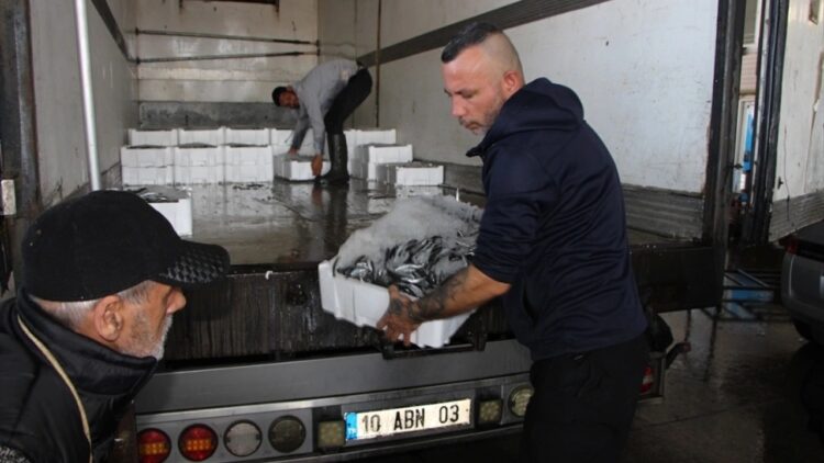 Bandırma’da Balık Bolluğu Yaşanıyor