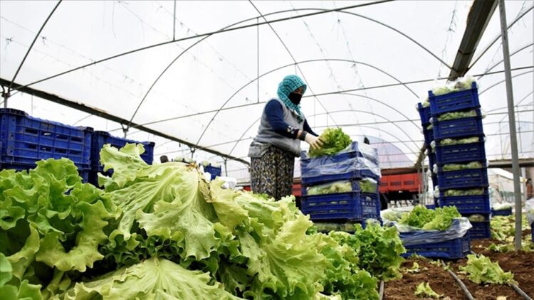 Bilecik Tarımında Marul Sezonu: İstanbul’un Kışlık Sebze İhtiyacına Katkı