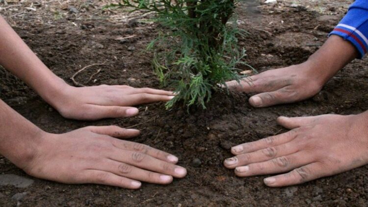 Bursa’da Yanan 243 Hektar Ormanlık Alan Yeniden Canladırılıyor