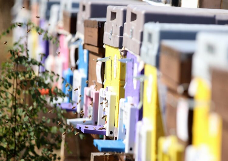 Çok sıcaklar ve kuraklık Trakya’da bal randımanını düşürdü