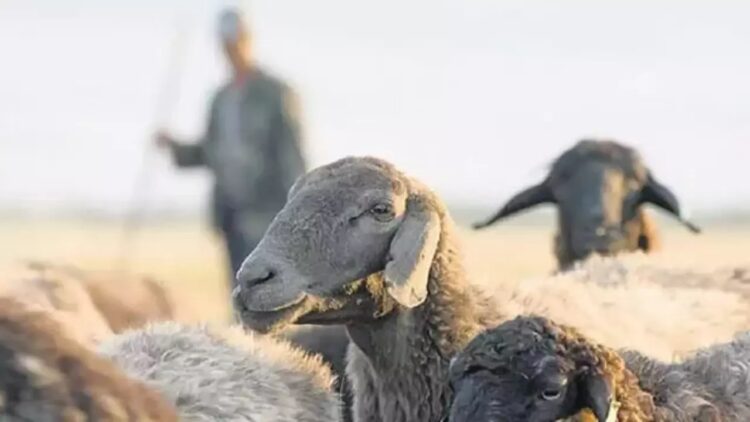 Cumhurbaşkanlığı Kararı ile Tarımsal Desteklemeler Yenilendi