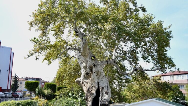 Darıca’nın 860 Yıllık Uluçınar Çınar Ağacı