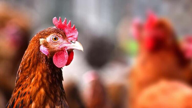 Dünya için Yeni Bir Çağ: Tavukların İskeletleri Değişti