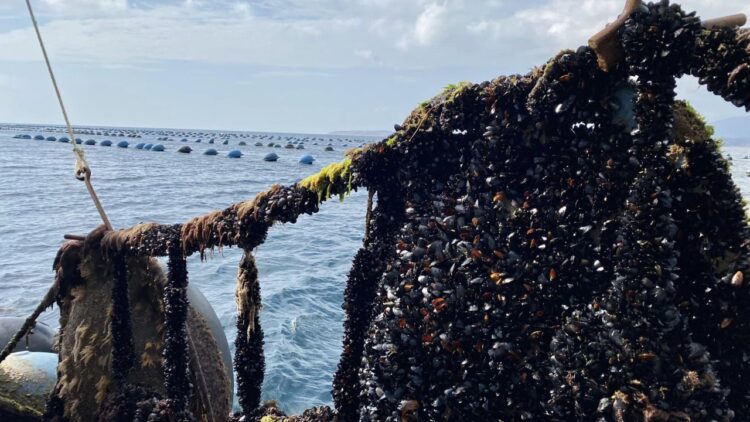 Erkan Alkan Bandırma’da Midye Üretim İşletmesinde İncelemelerde Bulundu