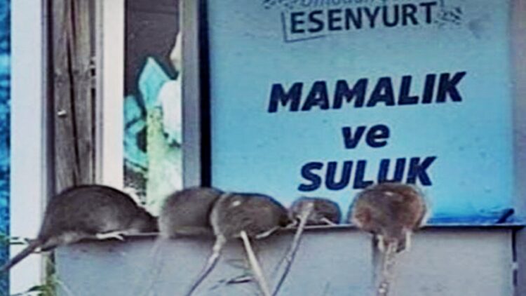 Esenyurt’ta Sokaklar Fare İstilasına Uğradı: Devasa Fareler Bölgede Endişe Yaratıyor