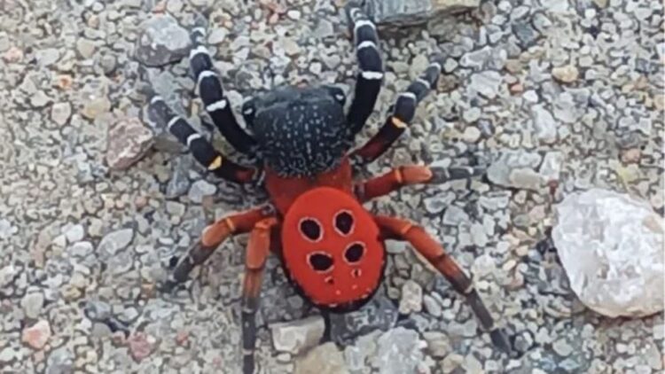 Eskişehir ve Aydın’da Zehirli Uğur Böceği Paniği!