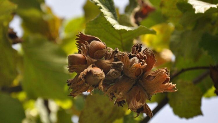 Fındık Fiyatları 10 Ekim 2023! Salı Günlük Fındık Fiyatı Ne Kadar?