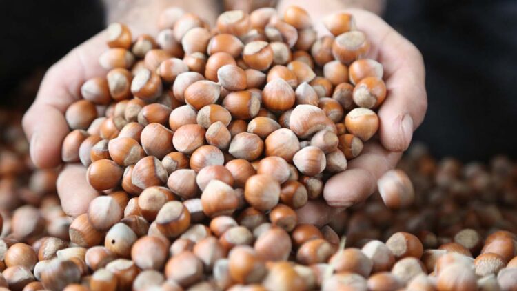 Fındık Fiyatları 15 Ekim 2023: Pazar Fındık Fiyatları Kaç TL?