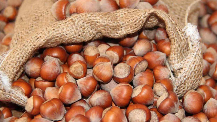 Fındık Fiyatları 6 Ekim 2023! Cuma Günlük Fındık Fiyatı Ne Kadar?