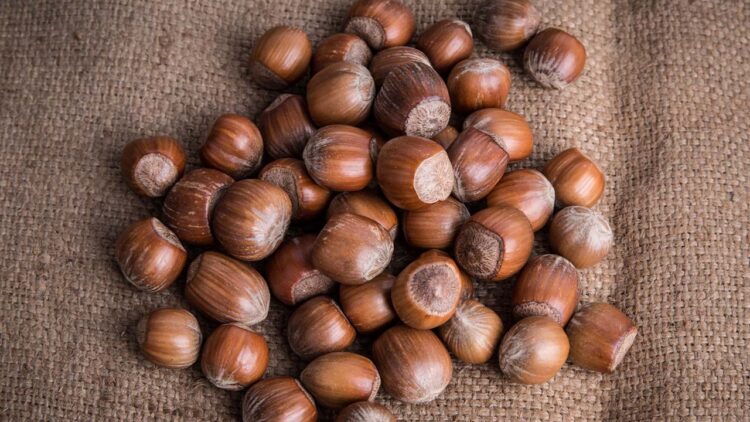 Fındık Fiyatları 9 Ekim 2023! Pazartesi Günlük Fındık Fiyatı Ne Kadar?