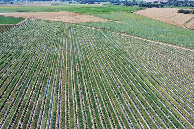 Görenler Hayran Kaldı: Verimi Ve Parası Güzel