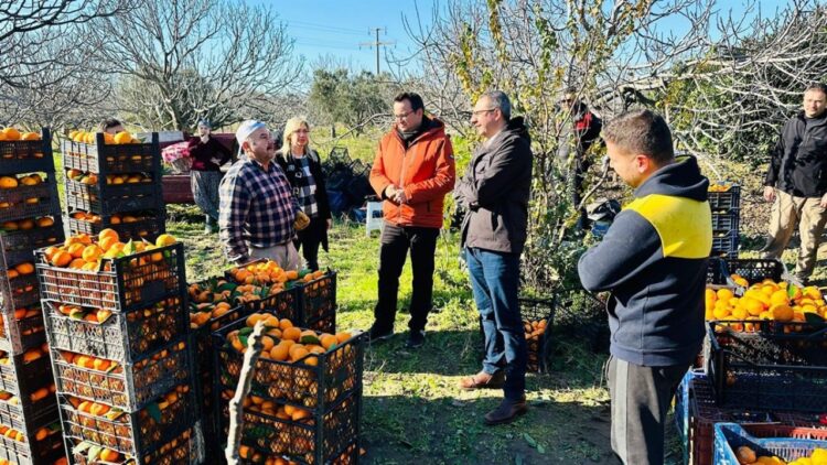 Havran Mandalinasının Hasadı Sürüyor