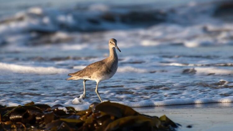 İklim Değişikliği Deniz Canlılarını Etkiliyor