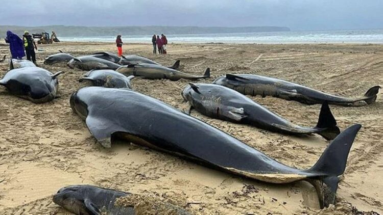 İskoçya’da 55 Pilot Balina Toplu Şekilde Karaya Vurdu