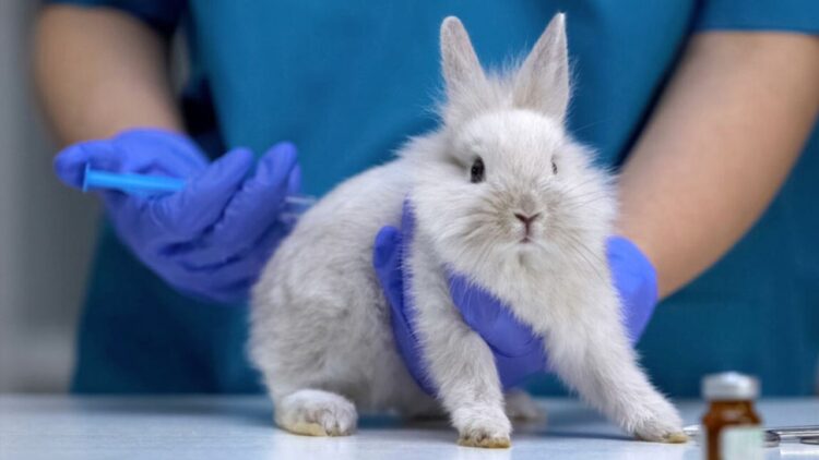 Kanada Markaların Hayvanlar Üzerinde Kozmetik Ürün Testlerini Yasakladı