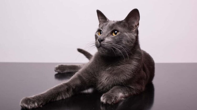 Kedilere Olan Tutkusu İşi Oldu