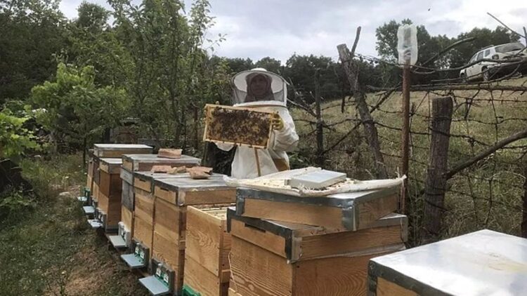 Kırklareli’nde Arıcılık Kursu Başladı