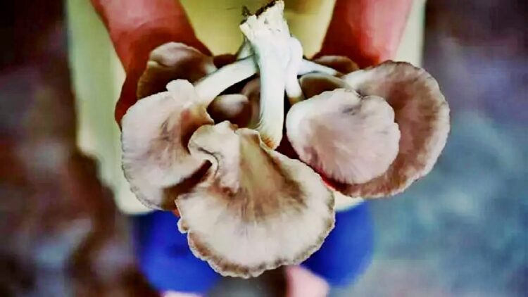 Kırmızı Ete Sağlıklı Alternatif: İstiridye Mantarı