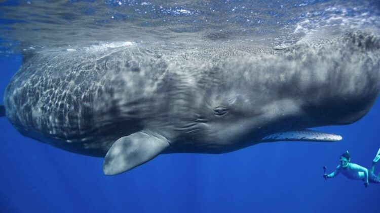 Kıyıya Vuran İspermeçet Balinasının İçinden Tam 500 bin Euroluk “Yüzen Altın” çıktı