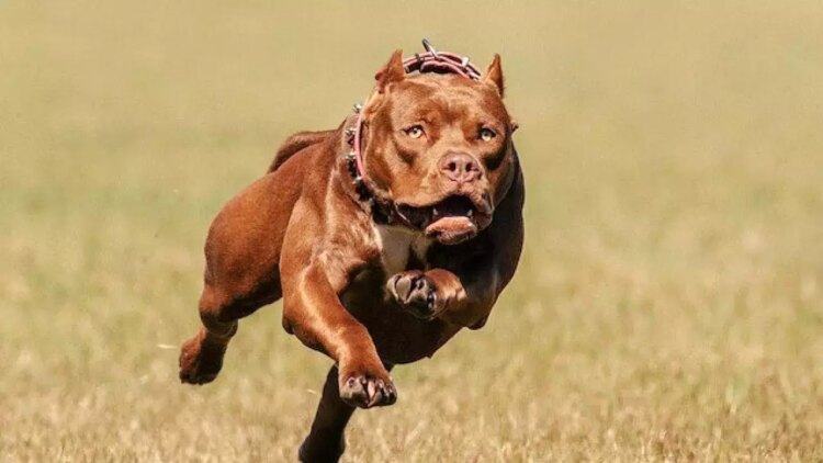 Köpek Saldırısı Hastanelik Etti