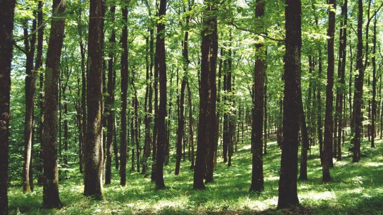 Küresel İklim Değişikliği Meşe Ve Kestane Ormanlarını Yok Ediyor