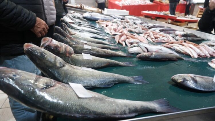 Foça’da Levrek Bolluğu