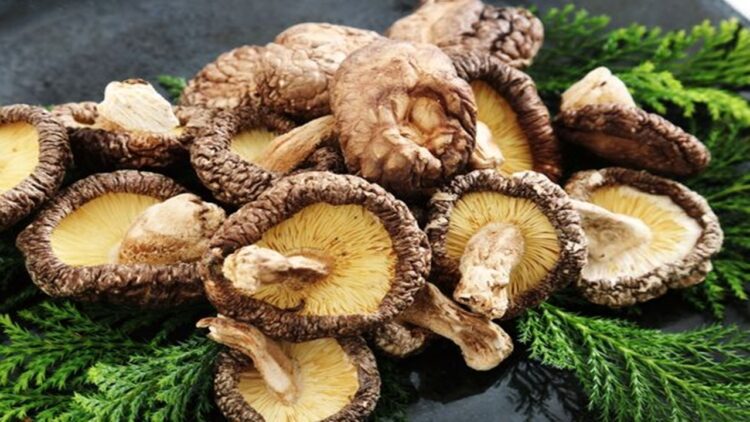 Mantar Zehirlenmeleri Hakkında Uzman Açıklaması