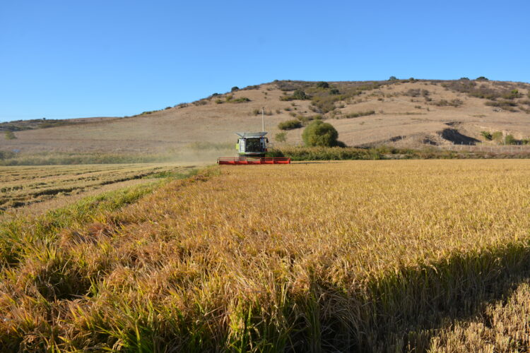 Manyas’ta Çeltik Sezonu Başlıyor: Biçim ve Kurutma Bedelleri Belli Oldu!