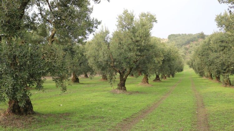 Marmarabirlik Kampanya Döneminde 2 Milyar 823 Milyon Liralık Ürün Aldı