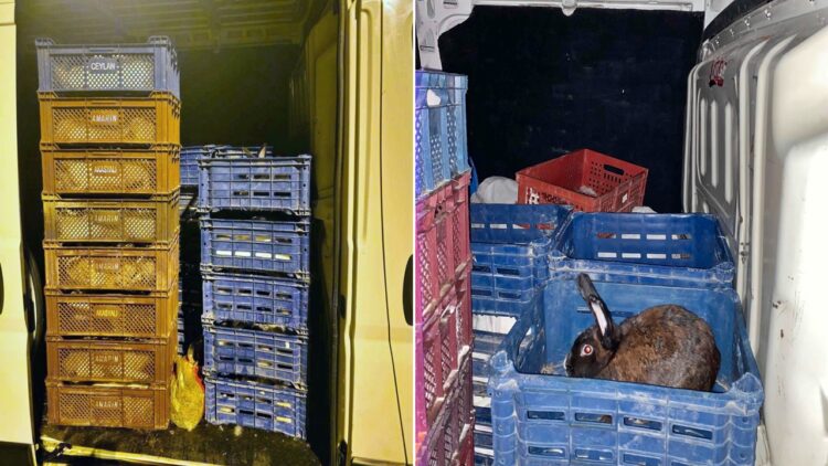 Nakil Belgesiz Tavşan Taşıyan Sürücüye Cezai İşlem