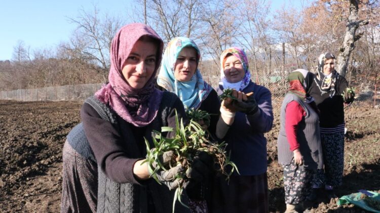 Örnek Salep Bahçesine 10 bin Fide Dikildi