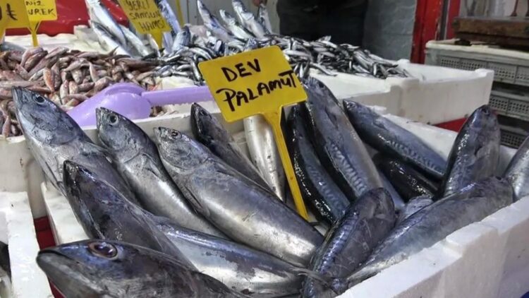 Palamut Sonunda Tezgahlarda