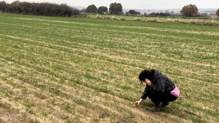 Pınarhisar’da Yerli Buğday Deneme Alanları Oluşturuldu