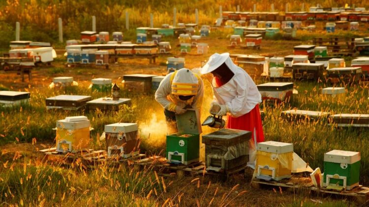 Sakarya’da Arı Yetiştiricileri Taklit Ve Tağşiş Ballara Karşı Çağrı Yaptı