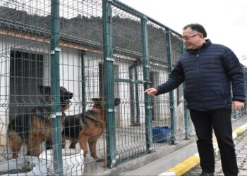 Sokak Hayvanlarının Bakımı Yapılıyor