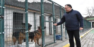 Sokak Hayvanlarının Bakımı Yapılıyor