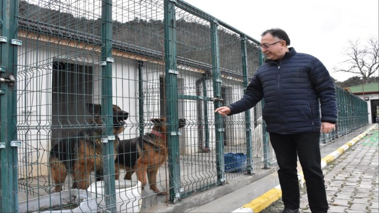 Sokak Hayvanlarının Bakımı Yapılıyor