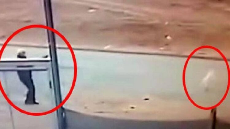 Sokak Köpeğini Öldüren Şahıs Gözaltına Alındı