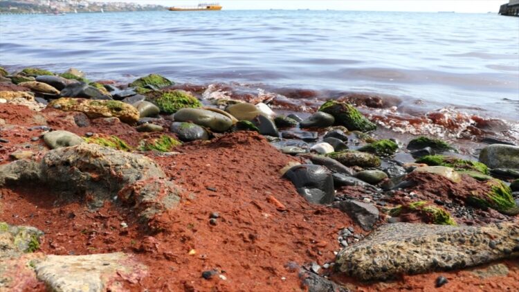 Süleymanpaşa Sahili Kırmızı Yosun İle Kaplandı