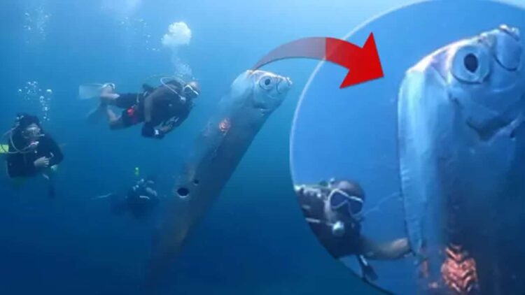 Tayvanlı Dalgıçlar Okyanus Derinliklerinde Kürek Balığı Görüntüledi