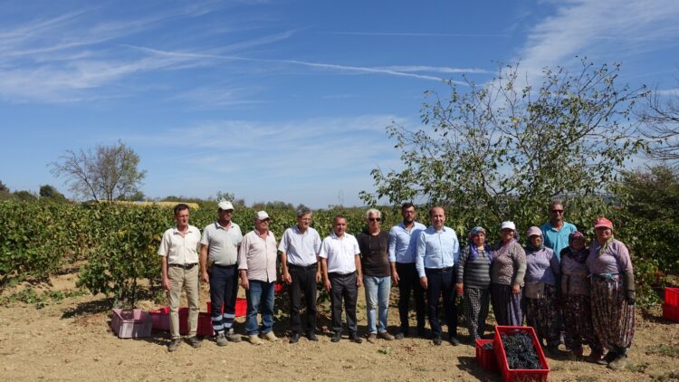 Tekirdağ Tarım ve Orman Müdürü Üzüm Hasadına Katıldı