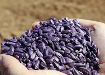 Tekirdağ’da Geliştirilen Yerli Hibrit Ayçiçeği Tohumu Rusya’da Yeşeriyor