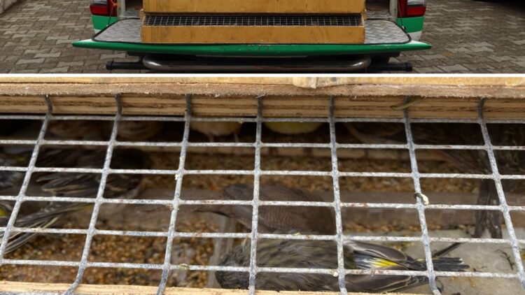 Bir Otobüste Çok Sayıda Kaçak Kuş Ele Geçirildi