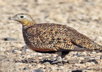 Nesli Tükenmek Üzere Olan Hayvanların Ticaretini Yapan Kişiye Para Cezası