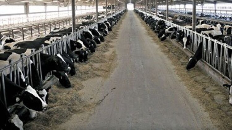 Devlet Desteklerinden Yararlanan Besici, Hayvan Sayısını 12’ye Katladı