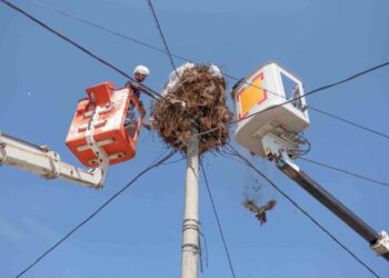 Bursa’da “Leylek Köyü”ndeki Yuvalarda Bahar Temizliği