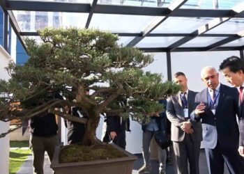 Türkiye’nin İlk “Bonsai Müzesi” Yalova’da Açıldı