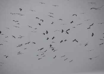 Leyleklerin Göçü Tekirdağ Semalarında Güzel Görüntüler Oluşturuyor