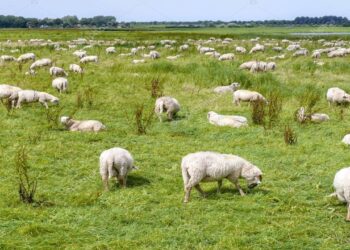 Küçükbaş Hayvan Sürüleri Havanın Isınmasıyla Meralarda Otlatılıyor